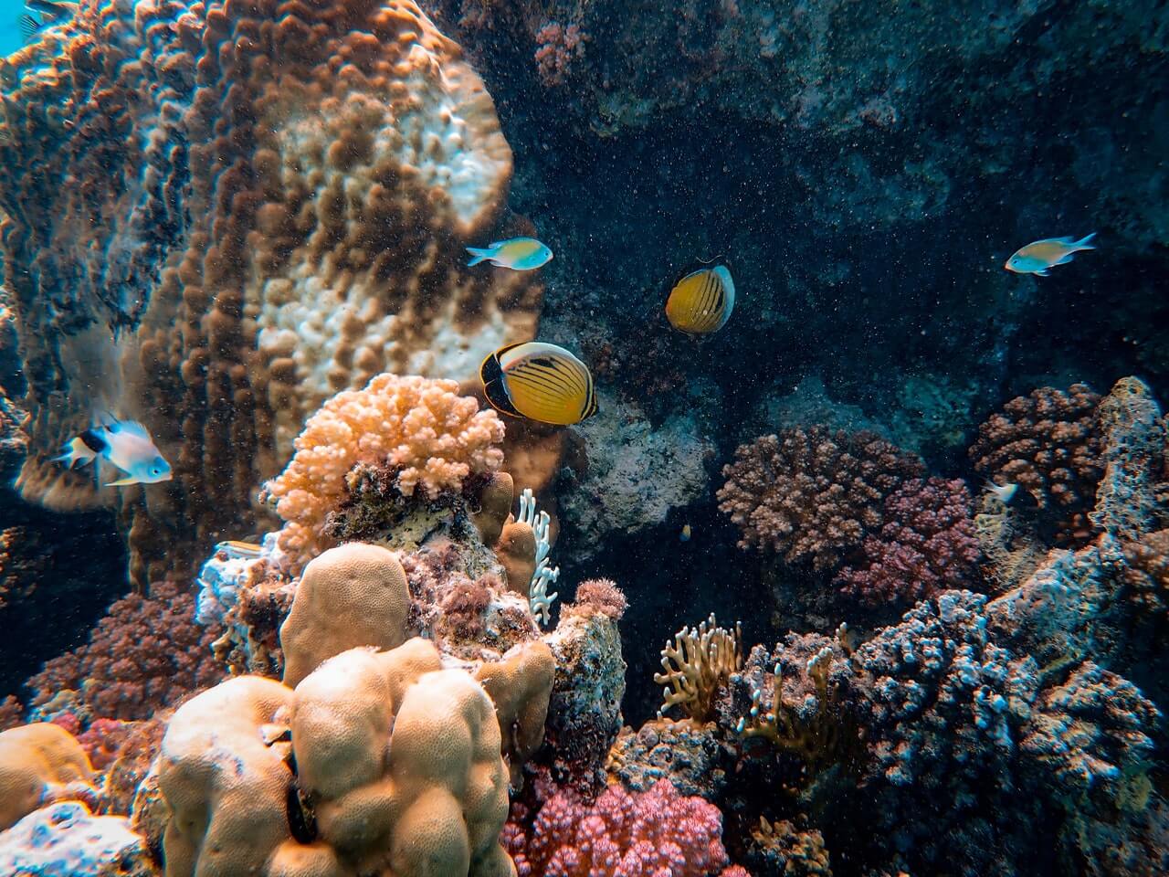 Recifes de coral estão a desaparecer devido à poluição