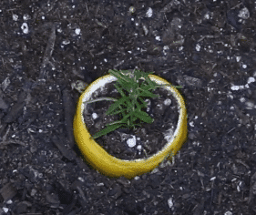 Casca de limão utilizada para plantar sementes