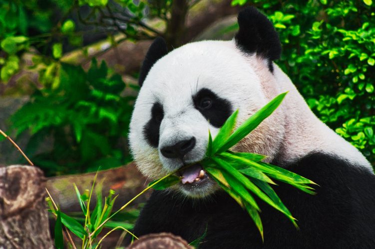 Panda-gigante da China passou de espécie em perigo de extinção a espécie vulnerável.