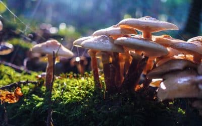 Cogumelos capazes de degradar plástico em tempo recorde 