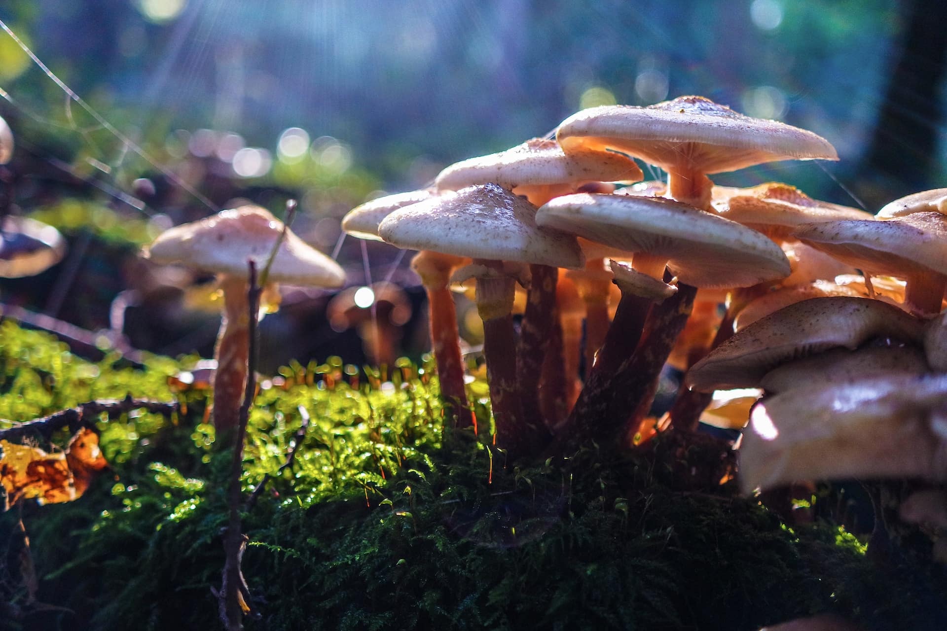 Cogumelos capazes de decompor plástico