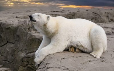 Dia do Urso Polar: o que sabe sobre esta espécie ameaçada pelo aquecimento global?