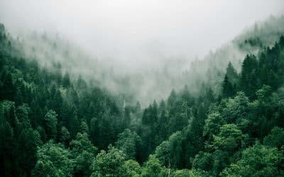 Dia Internacional das Florestas: 4 projetos para apoiar a reflorestação em Portugal