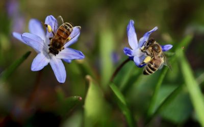 Dia Mundial das Abelhas: Porque são tão importantes e como protegê-las