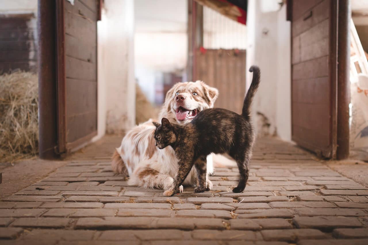 animais de estimação