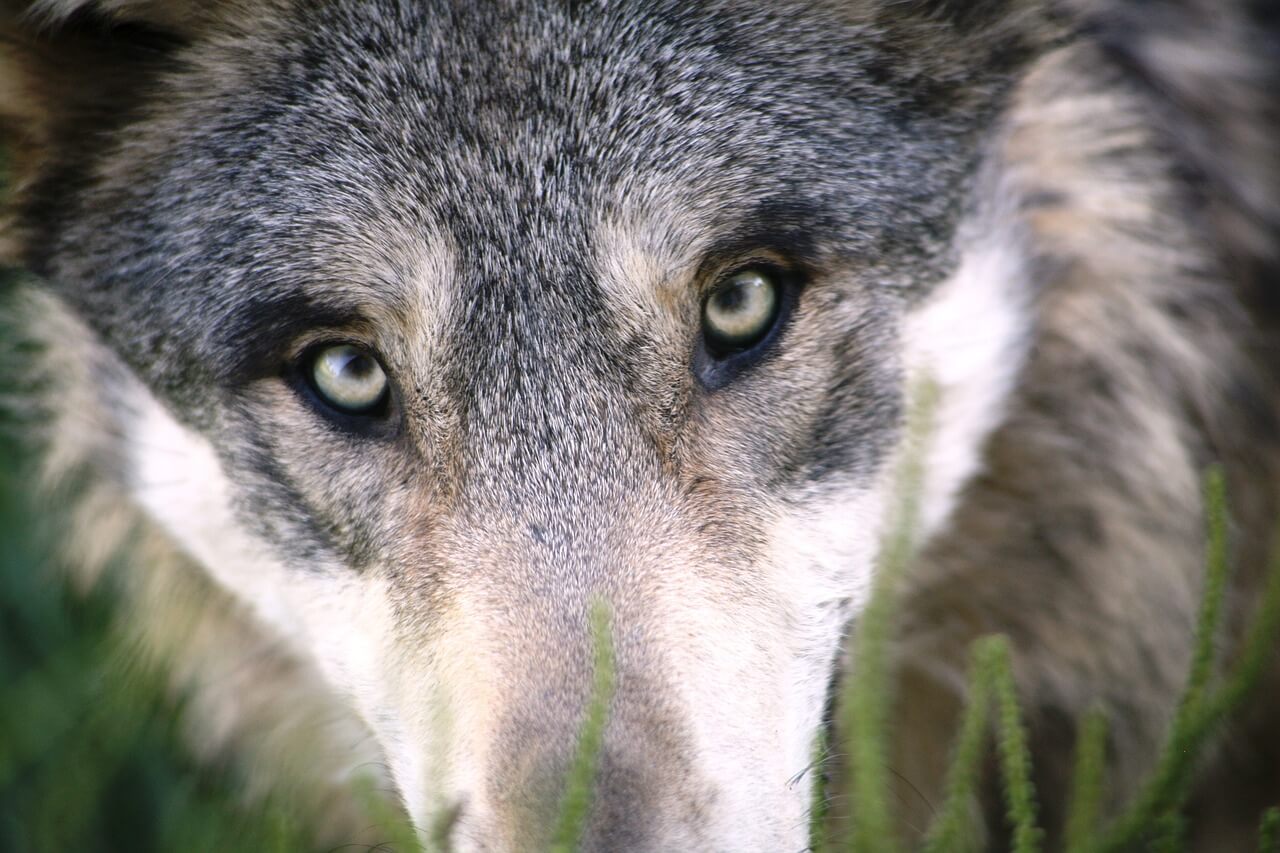 lobo ibérico